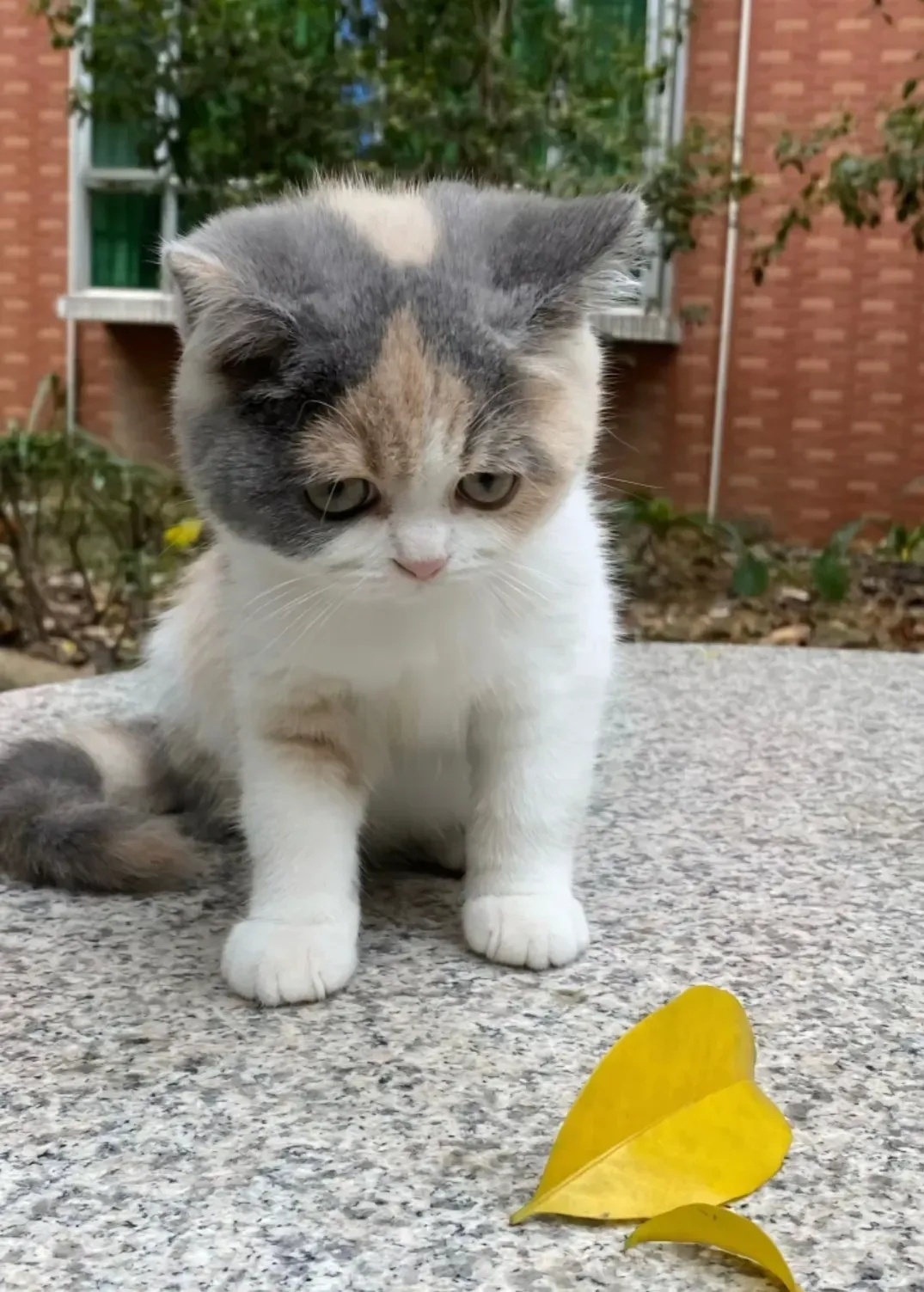 三花猫咪🐈 ​​​