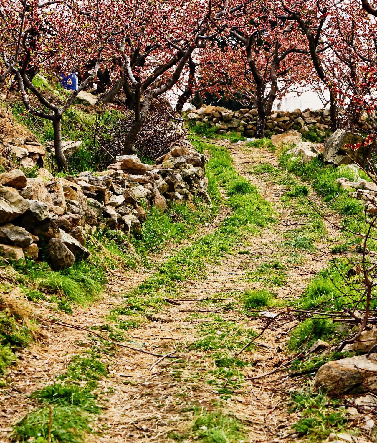要说我认为最美的风景照片，那必须是我之前去川西拍的一张雪山照。照片里，贡嘎雪山巍