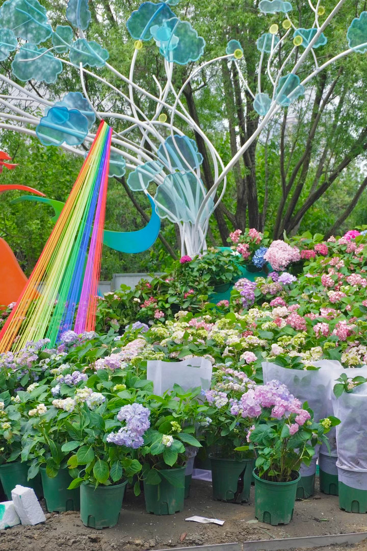 没错！沙湖公园C区的玫瑰园已经提前美出圈4月29才正式开幕，现在去正好“错峰+包