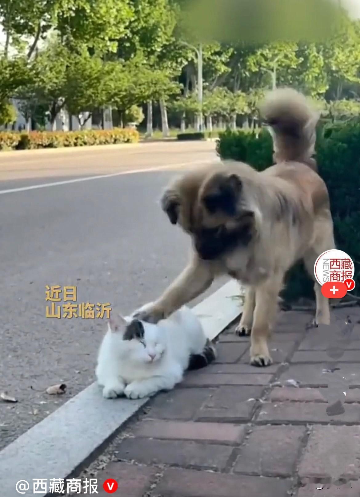 哈哈，狗狗也好色……
近日，山东临沂李女士在校园里骑车
闲逛，忽然发现路边有一只