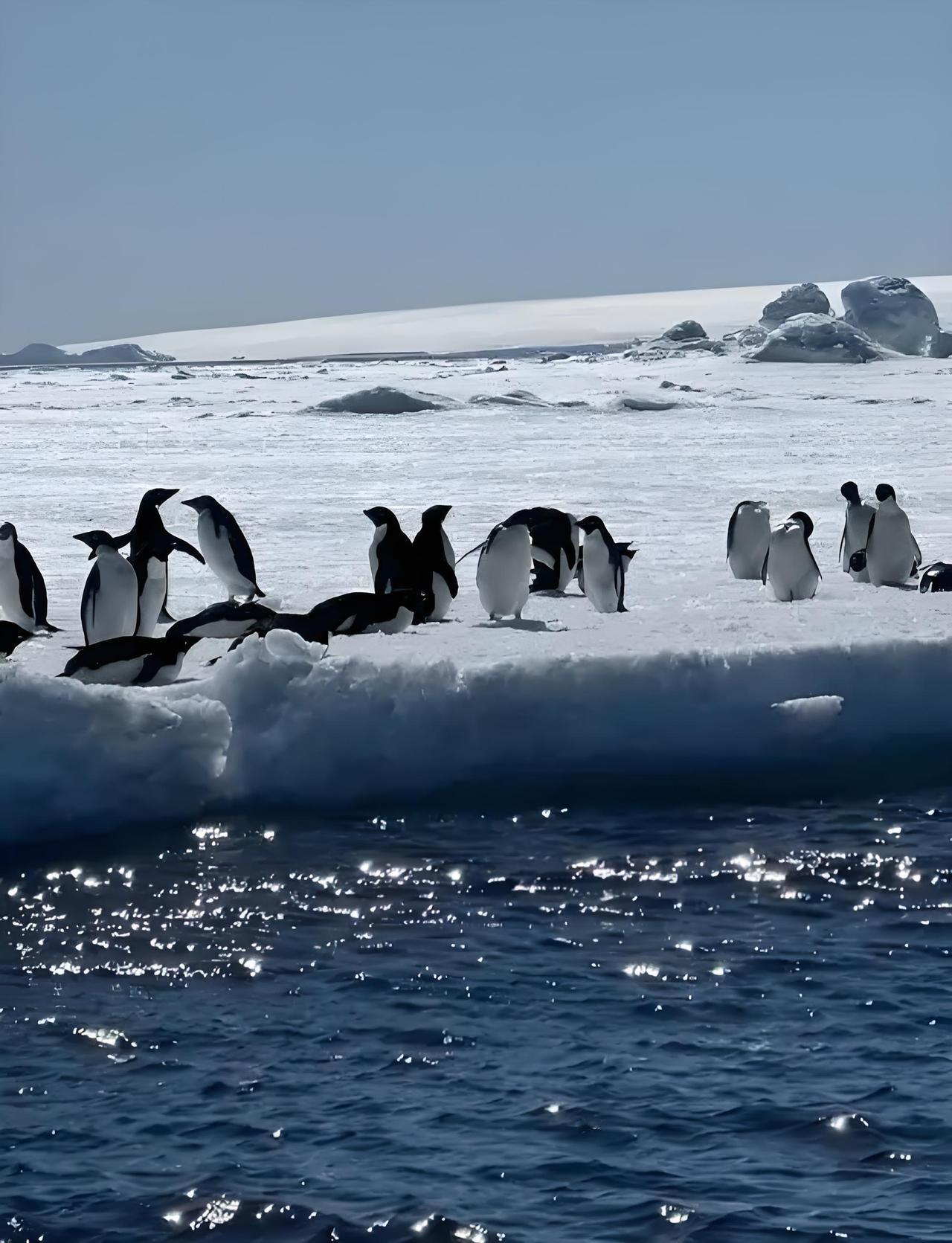 我要去南极旅游了，
昨天晚上十点钟我在家人群里通知了他们，
并且还开了一个视频会