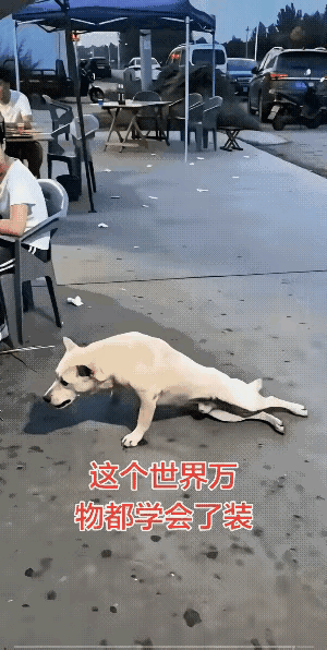 这白狗也太会伪装了吧[泪奔]
路边摊有一桌人点了好多烧烤，实在是太香了，这条流浪