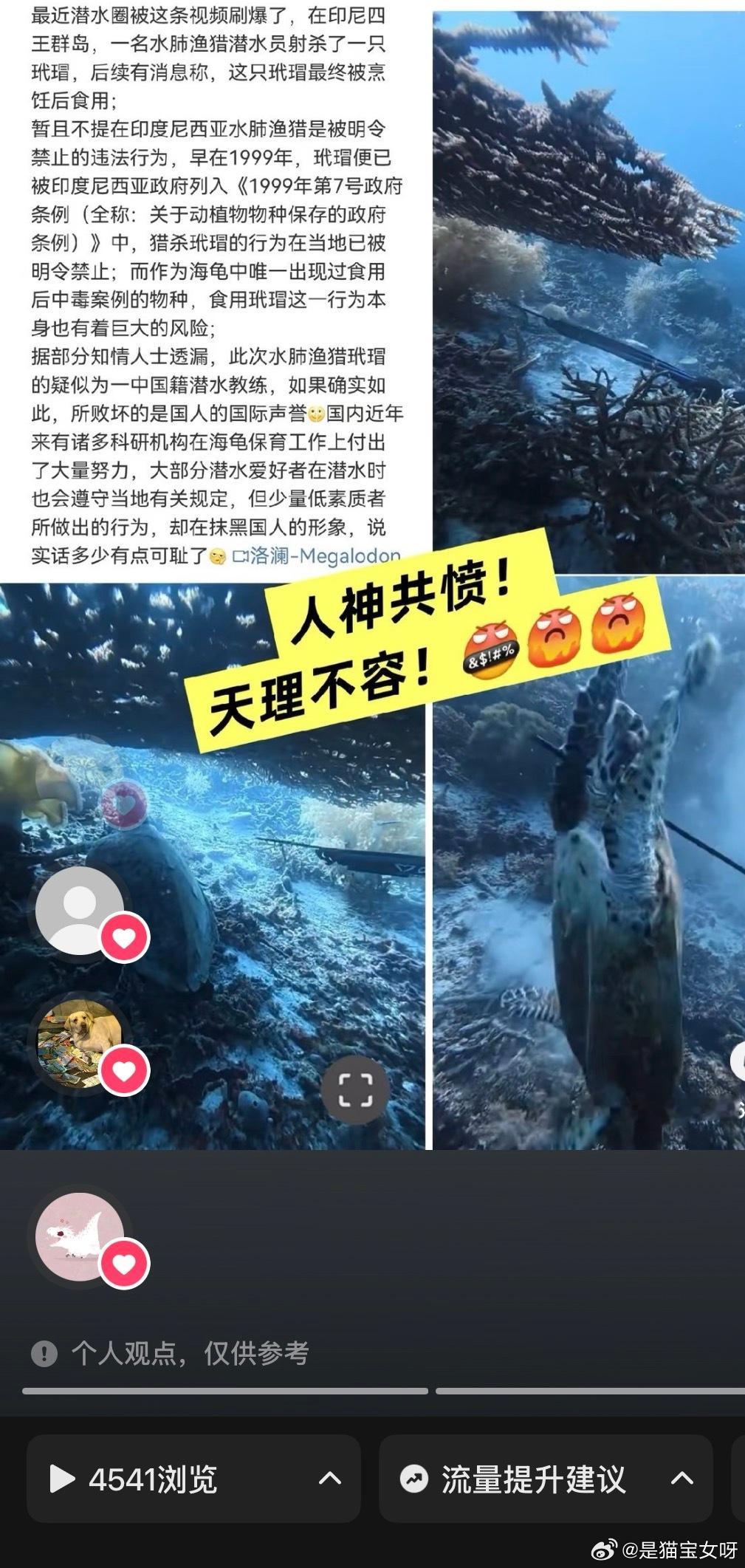 浏览量到4500了，持续为小玳瑁发声，直到判决出来，这个魔鬼是惯犯，长期猎杀海龟