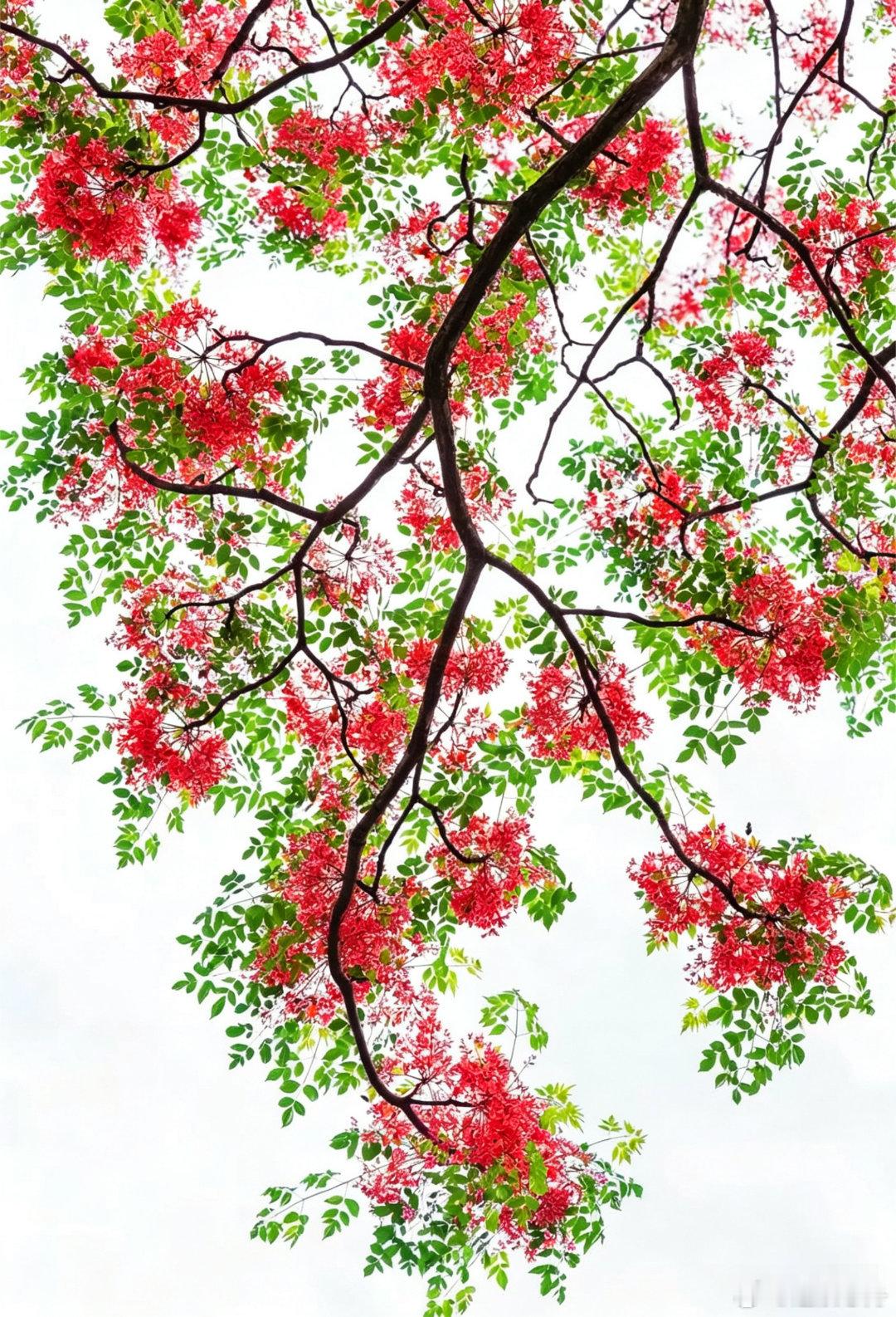 生活手记生活红的花，绿的叶，宛如一幅画