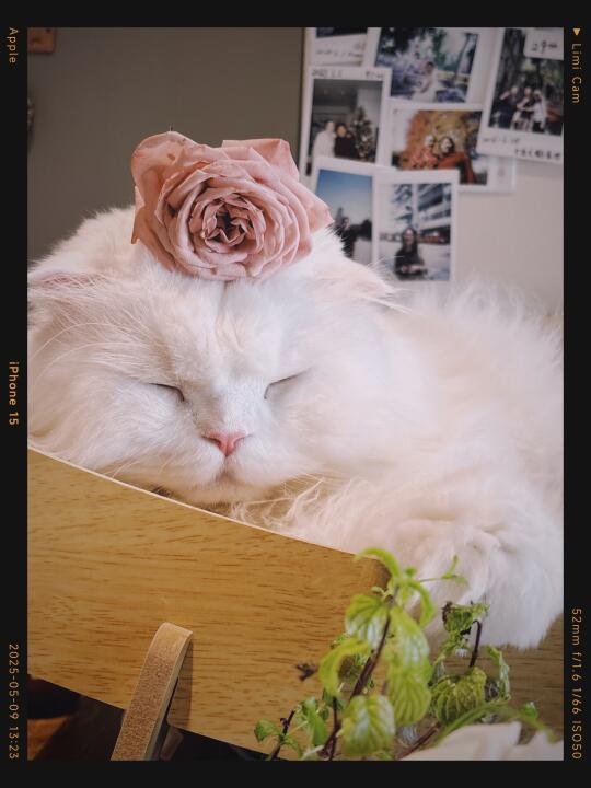 哪个小猫咪在偷花花呢