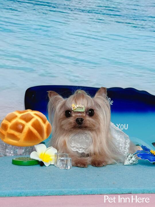 🍬🎃日常15｜两个小面包