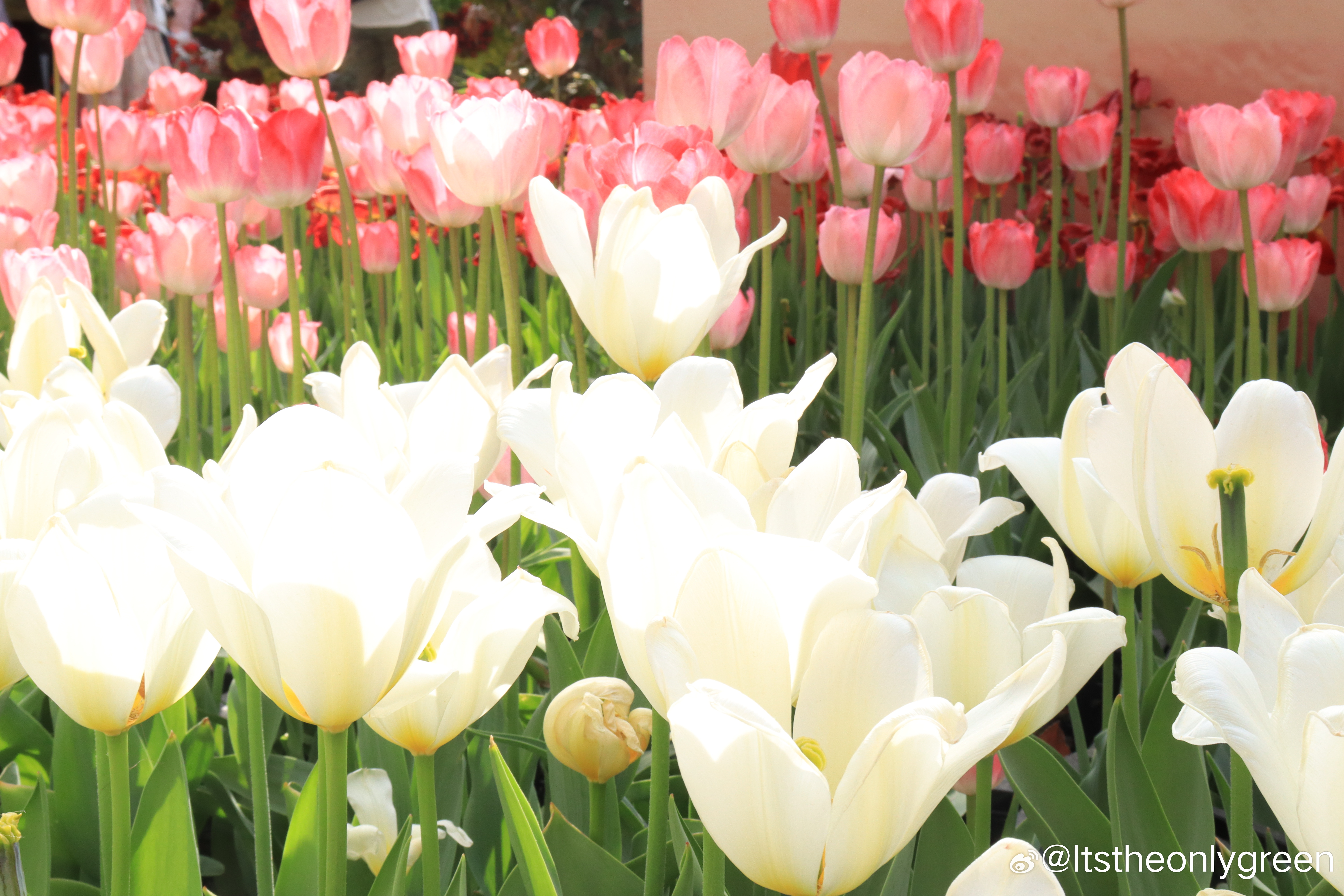 种植郁金香的方法：1、土壤选择持水性和通透性强的土壤，以利于后期根系和种球的健壮