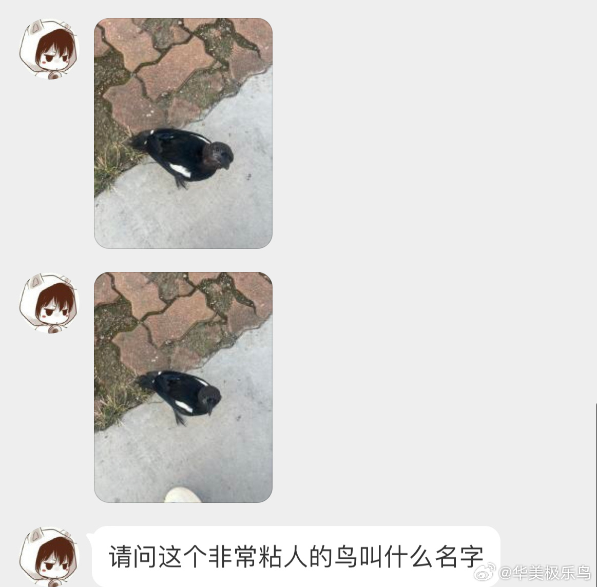 #鸟粉投稿# 还没成年的【喜鹊】宝宝大概率被人偷偷饲养过的，所以才会粘人喜鹊是保