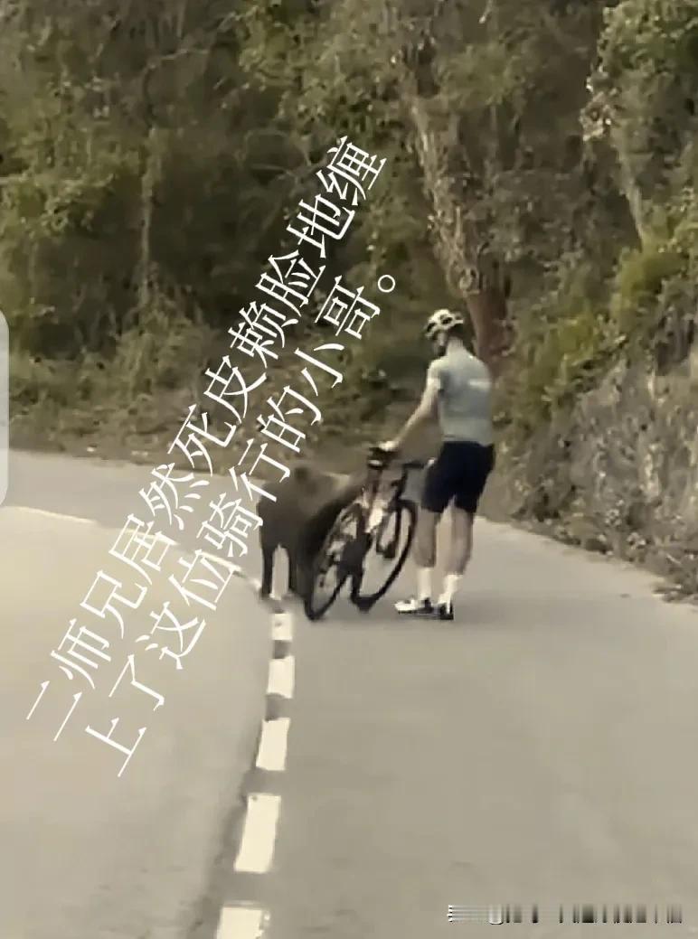 二师兄犯了花痴，哼哼哈哈地缠着这位骑行的小哥不放，那对前伸的獠牙着实把这位小哥吓