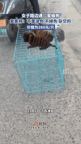 谨慎为好！

江苏淮安，一女子经过一路过摊，遇见一个人在卖狗，仔细一看，发现笼子