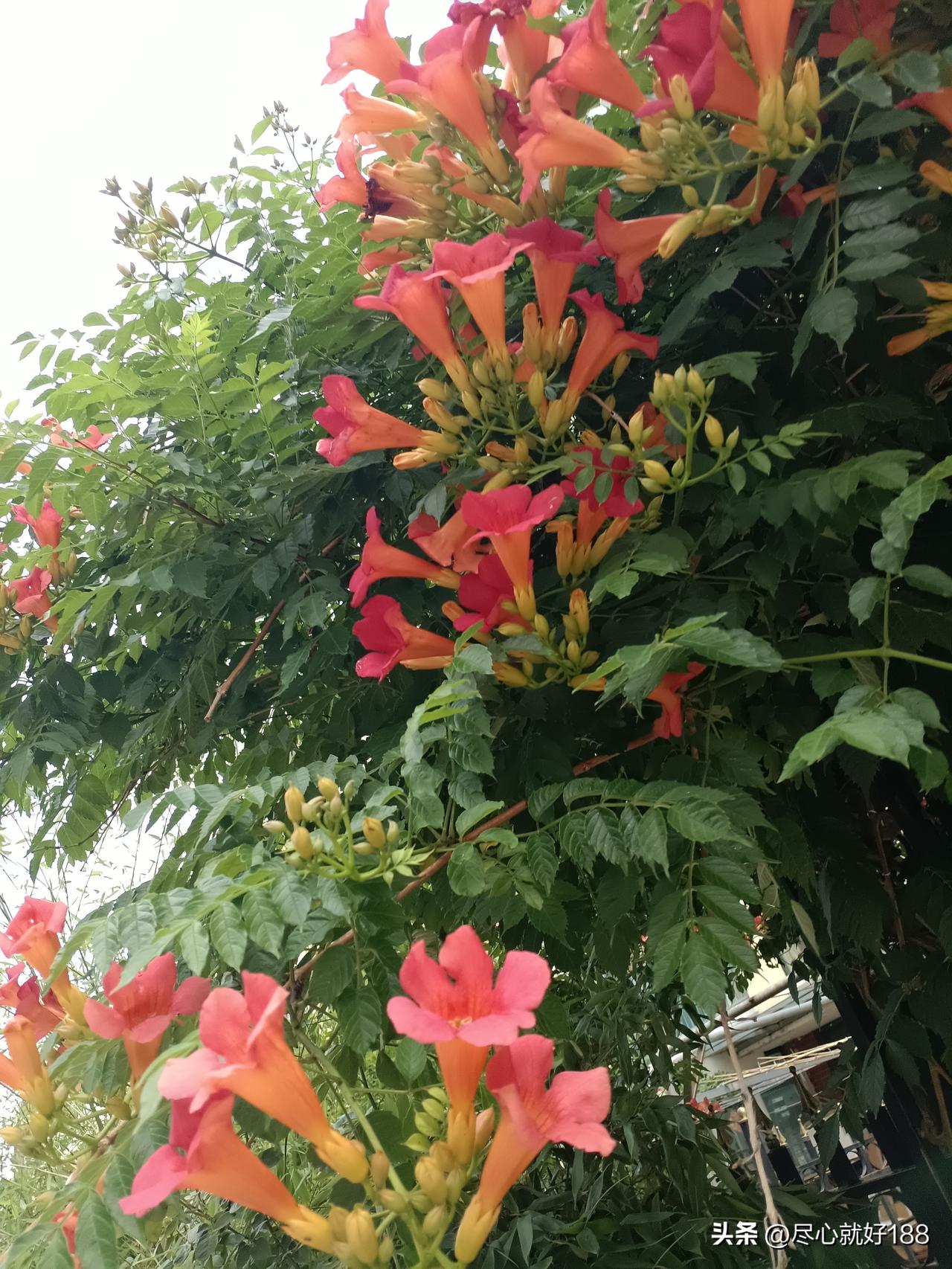 从妈妈不能走路，不能自理以后，想睡个好觉，那简直是天大的奢望，想以前那样，一觉到