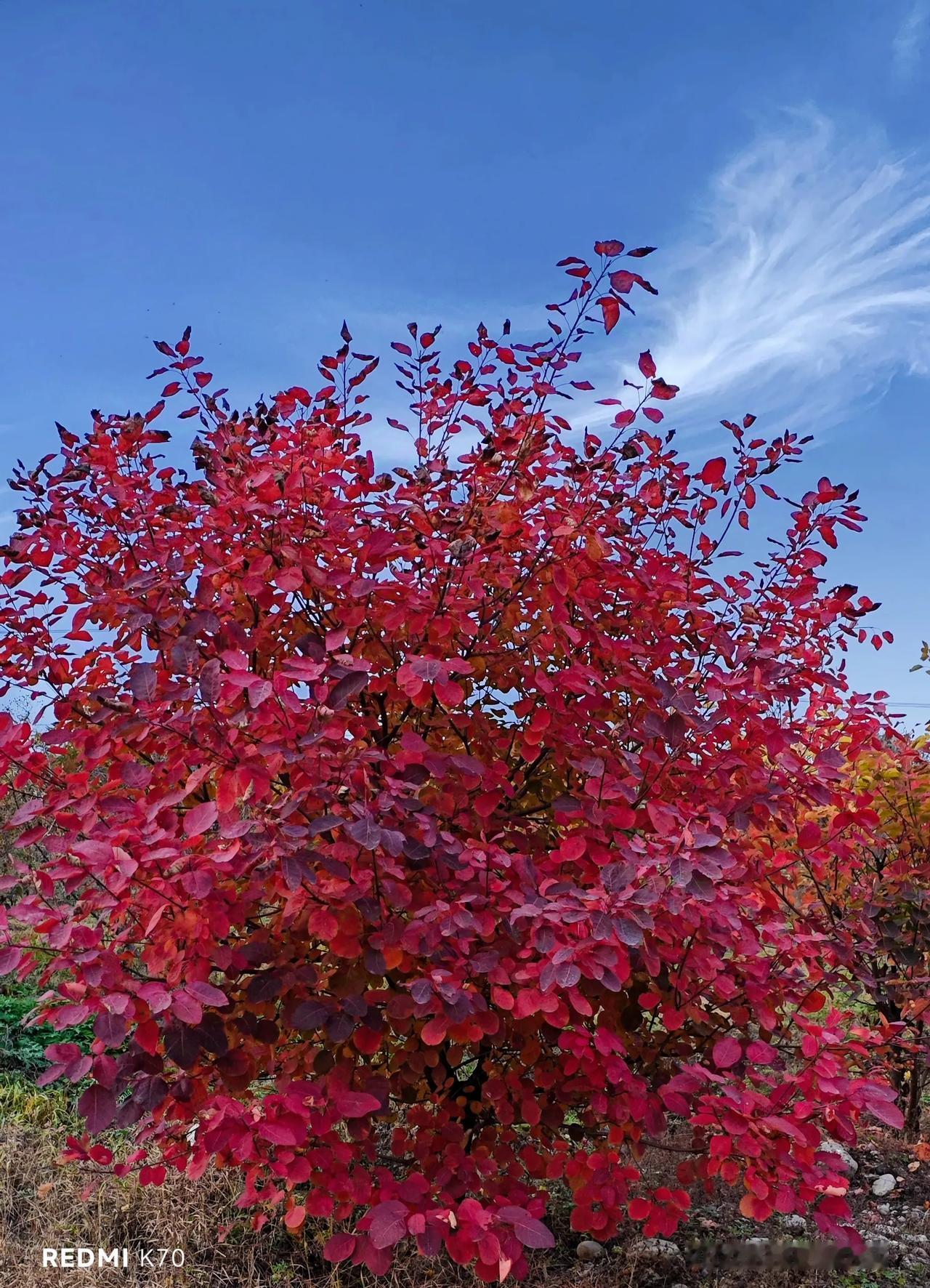 #秋之天堂北京# 大美京郊，秋色正浓。
——2024.11.1拍摄于北京密云太师