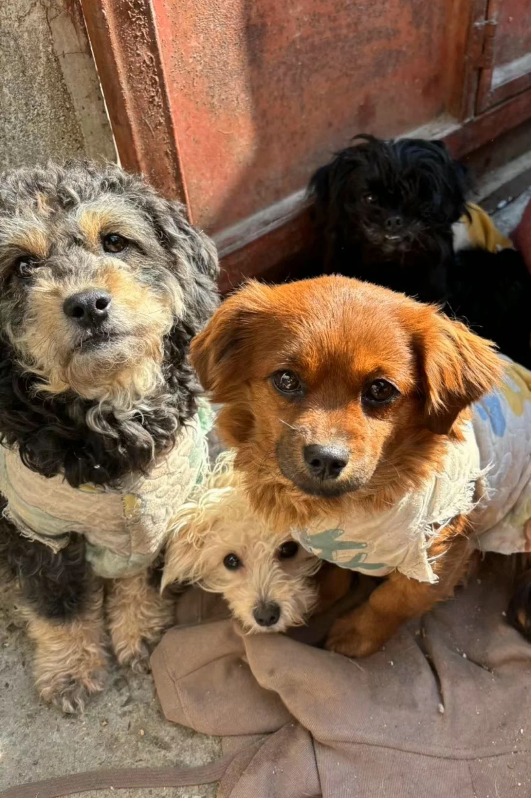 你愿意花9.9云养一只流浪狗吗？