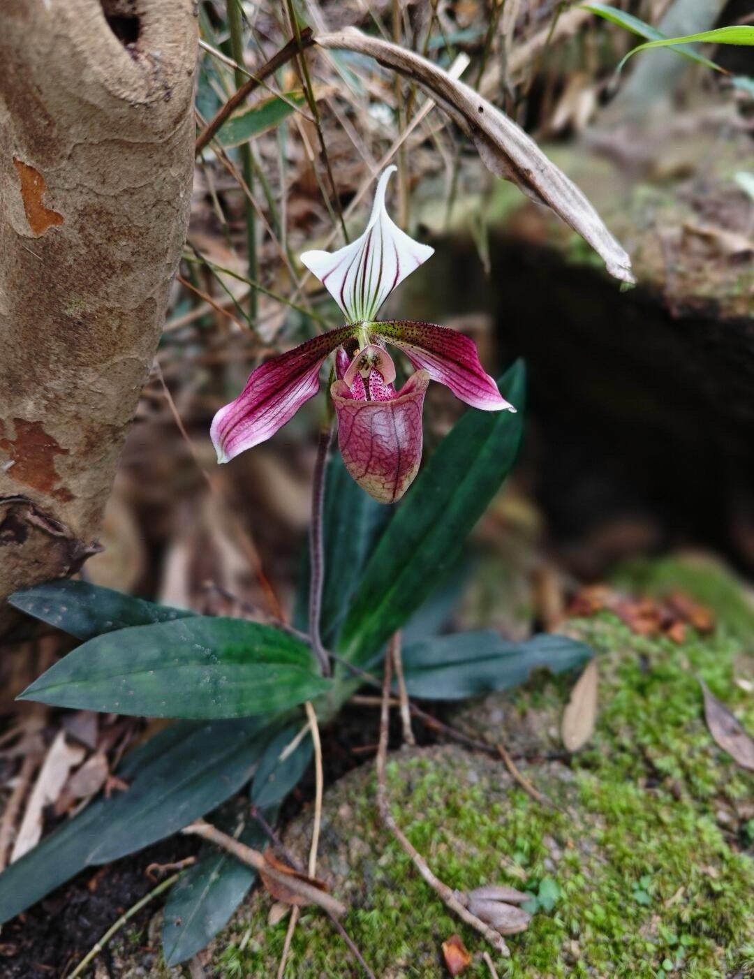 居然还有兰花长得像拖鞋原来花也很狡猾 见过像拖鞋的兰花吗，就是紫纹兜兰，它授粉从