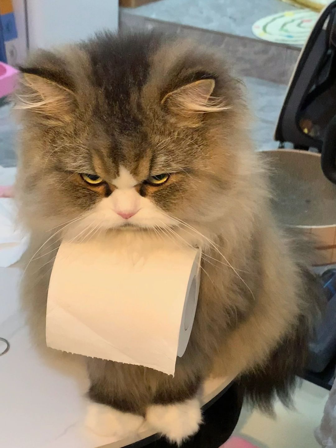 半夜上厕所 喊臭脸小猫来送纸