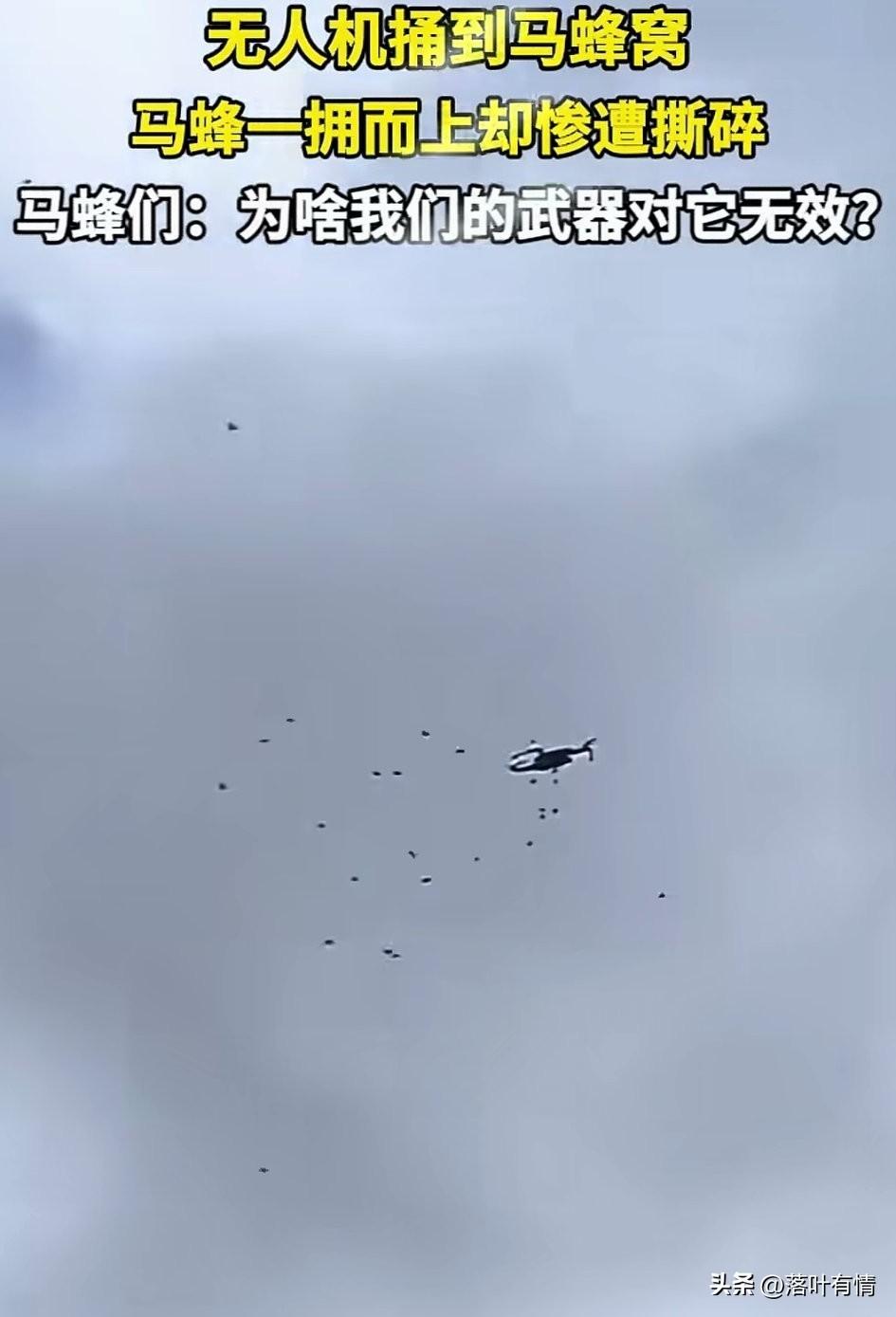 马蜂是真的强，不管谁捅了马蜂窝，
他们都毫不畏惧冲上去，
团团包围势必要让对方付