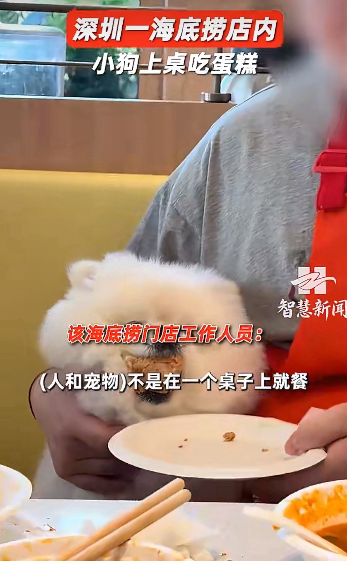 海底捞门店回应小狗上桌吃蛋糕那么问题来了，狗上桌吃饭和小孩尿锅里，对其他顾客而言