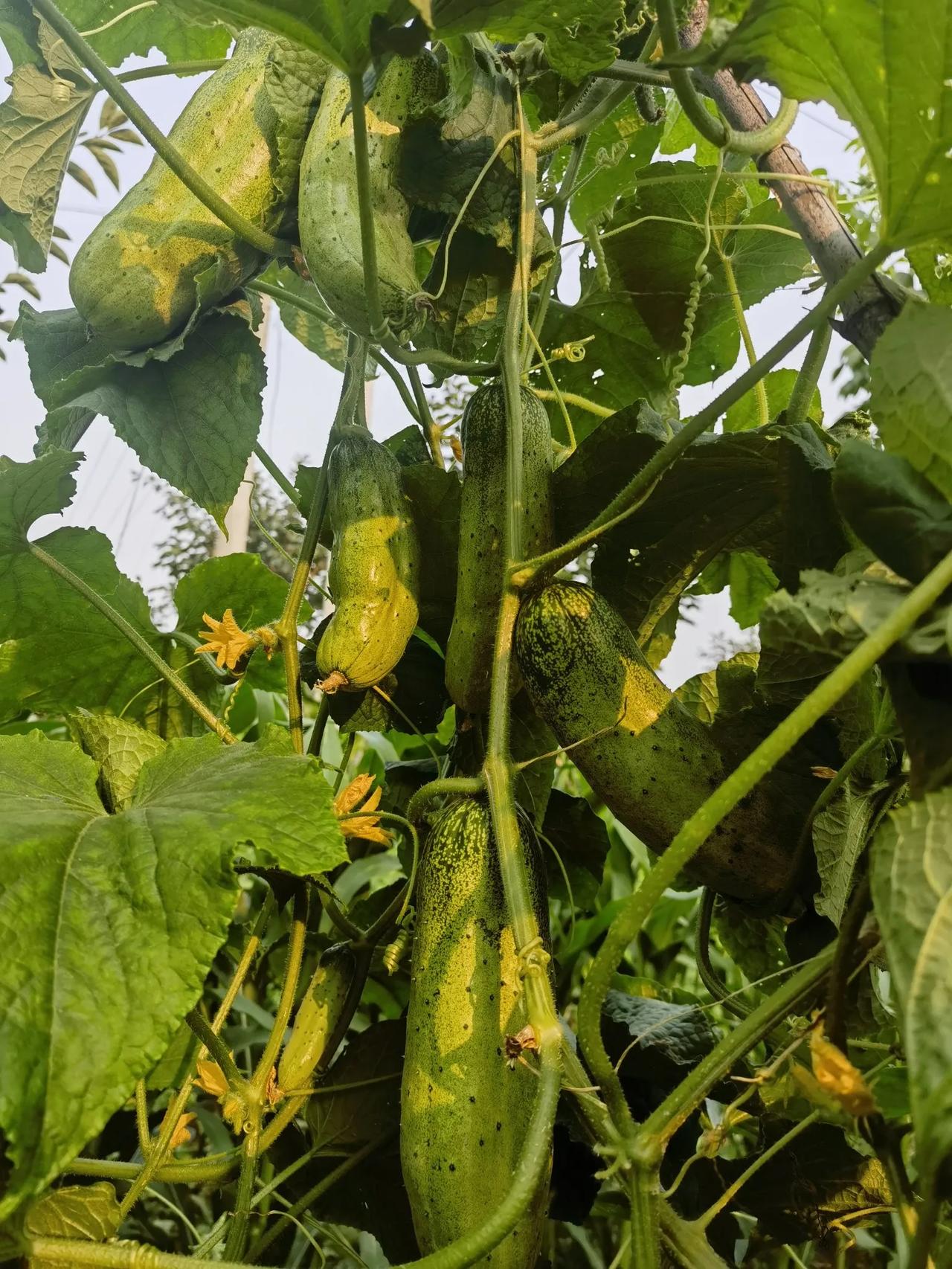 #有个小院种点菜,种点花草不好吗?#
看看我的小菜园，小果园，十多种果树，十多种