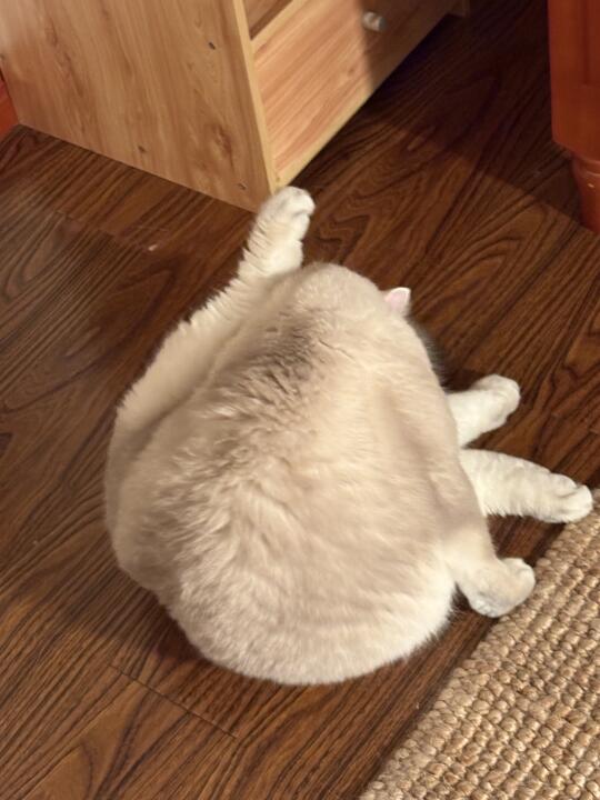 小猫怎么会有屁股勾子！正好来一针妙三多