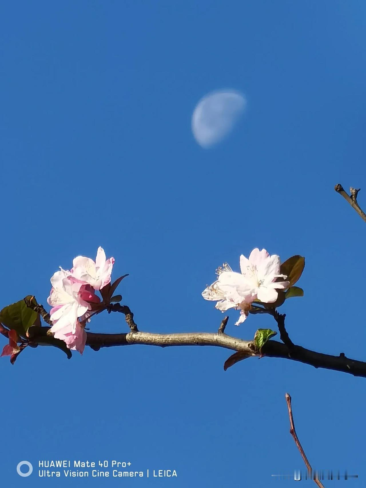 小雪节气，春暖花开。西府海棠，争奇斗艳。
月明星稀，晴空万里。如此美景，百年罕见