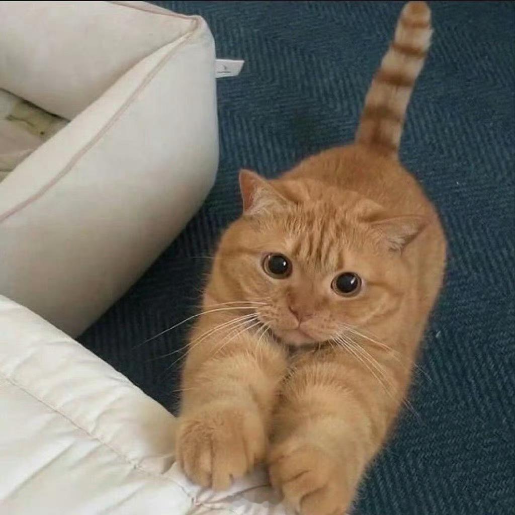 遇见招财猫，七月的你会发财！  