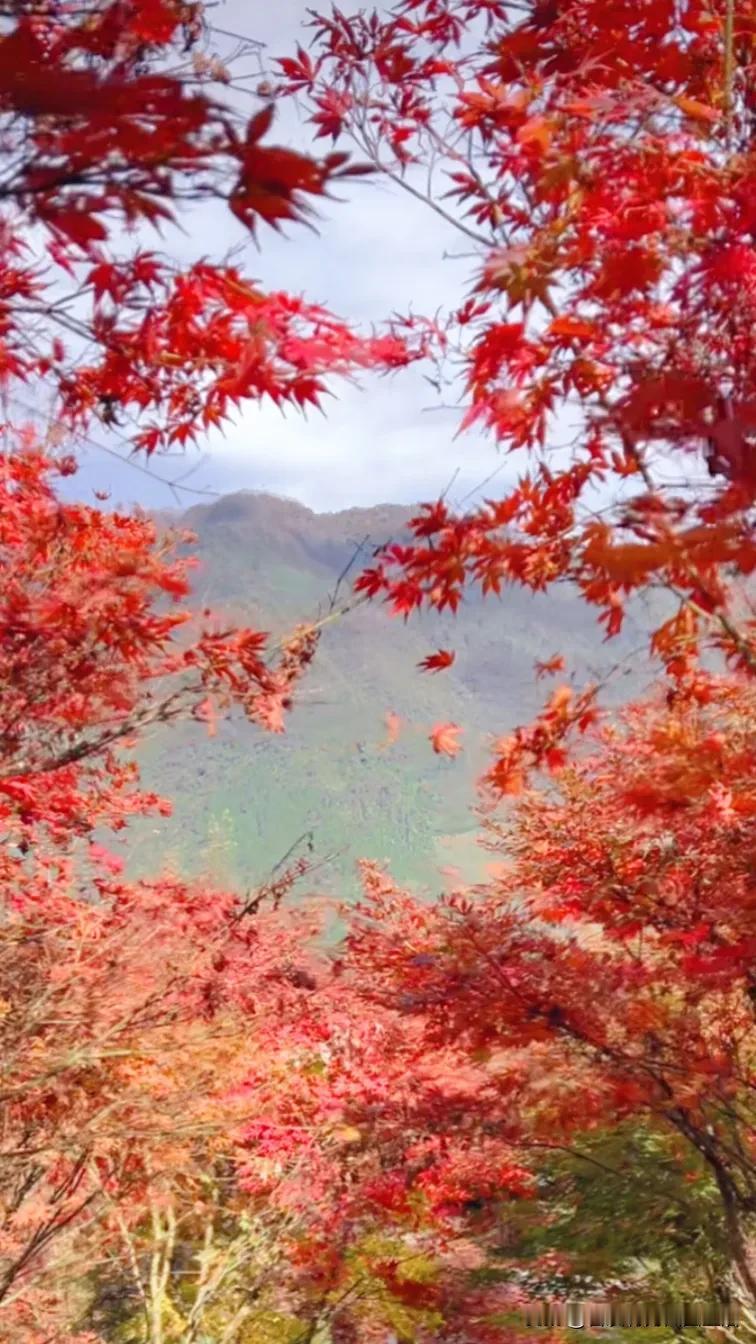 红叶满山秋气清，白云如海碧空明。#枫叶别秋留红艳# #雨后霜前着意红# #秋风落