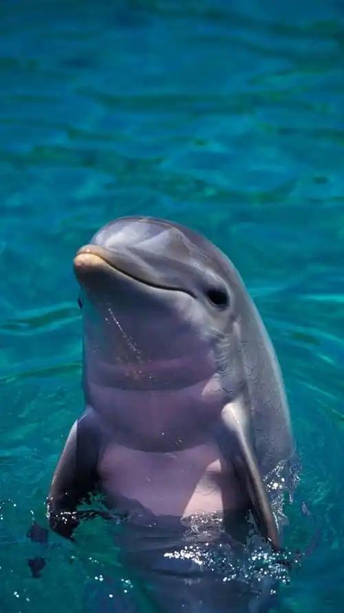 海豚一辈子都没有喝过水，因为它一辈子也喝不到一口淡水。海里面全是盐，没法直接饮用