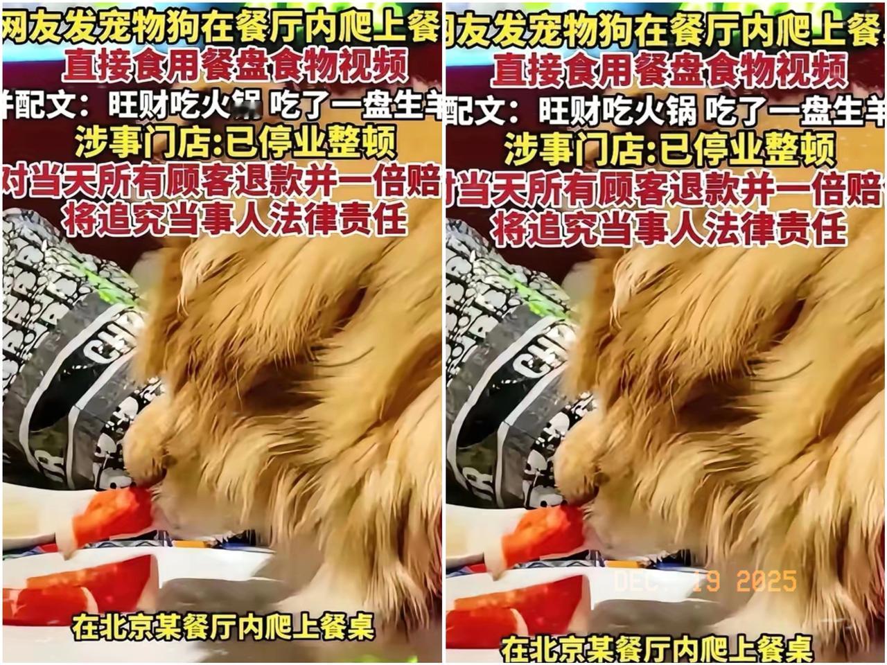 南门刷肉估计悔的肠子都青了
不是因为没阻止狗舔盘子
也不是1倍赔偿当日用餐的食客