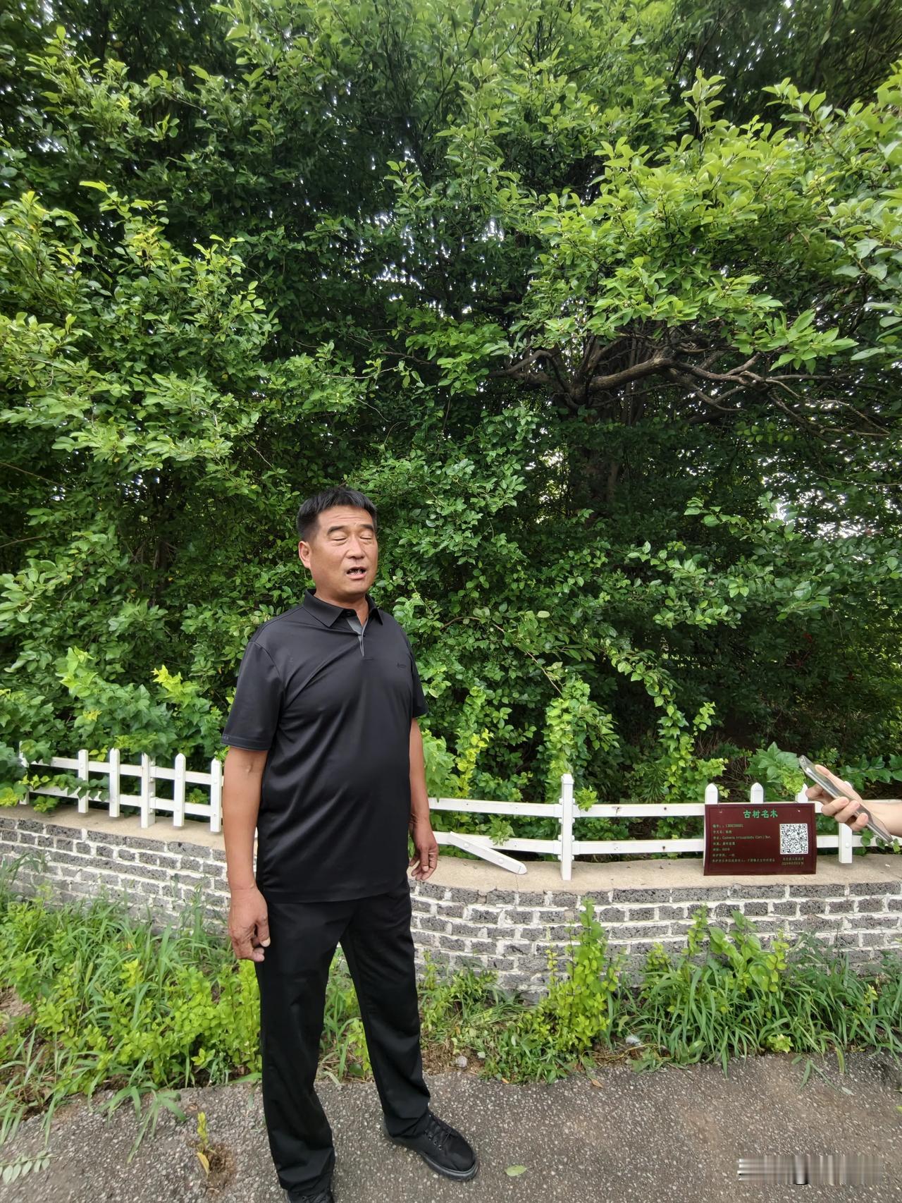 #新媒体走近一线检察# 太震撼了，在沧州东光县于桥镇大生庄村，有一棵古树柘树，树