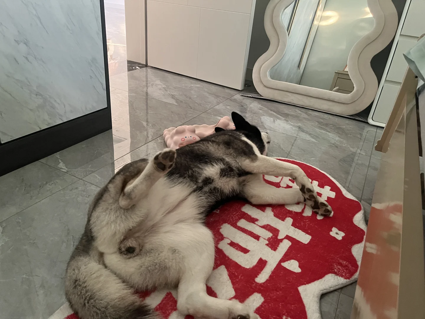 看看你家小狗的睡觉姿势