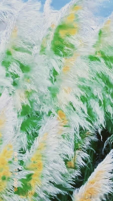 [彩虹]风拂之下，芦苇摇曳，漫山尽染秋光。
世间诸多温暖，终难留住时光，唯余回忆