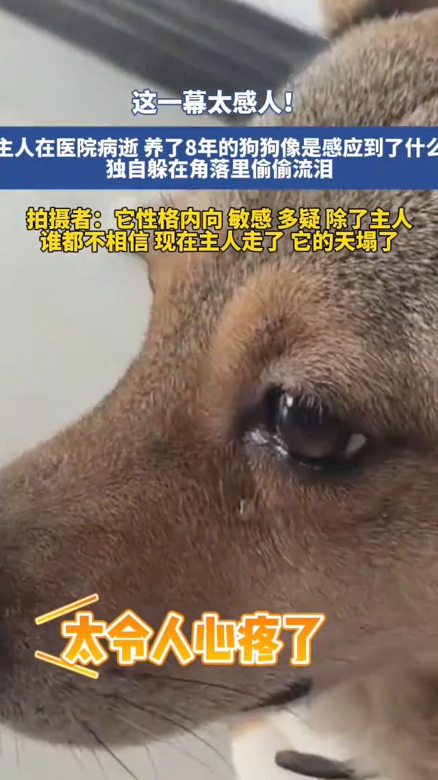 在门口，后来可能预料到主人永远走了，它就躲在角落里不出来。这一幕太感人！
主人在