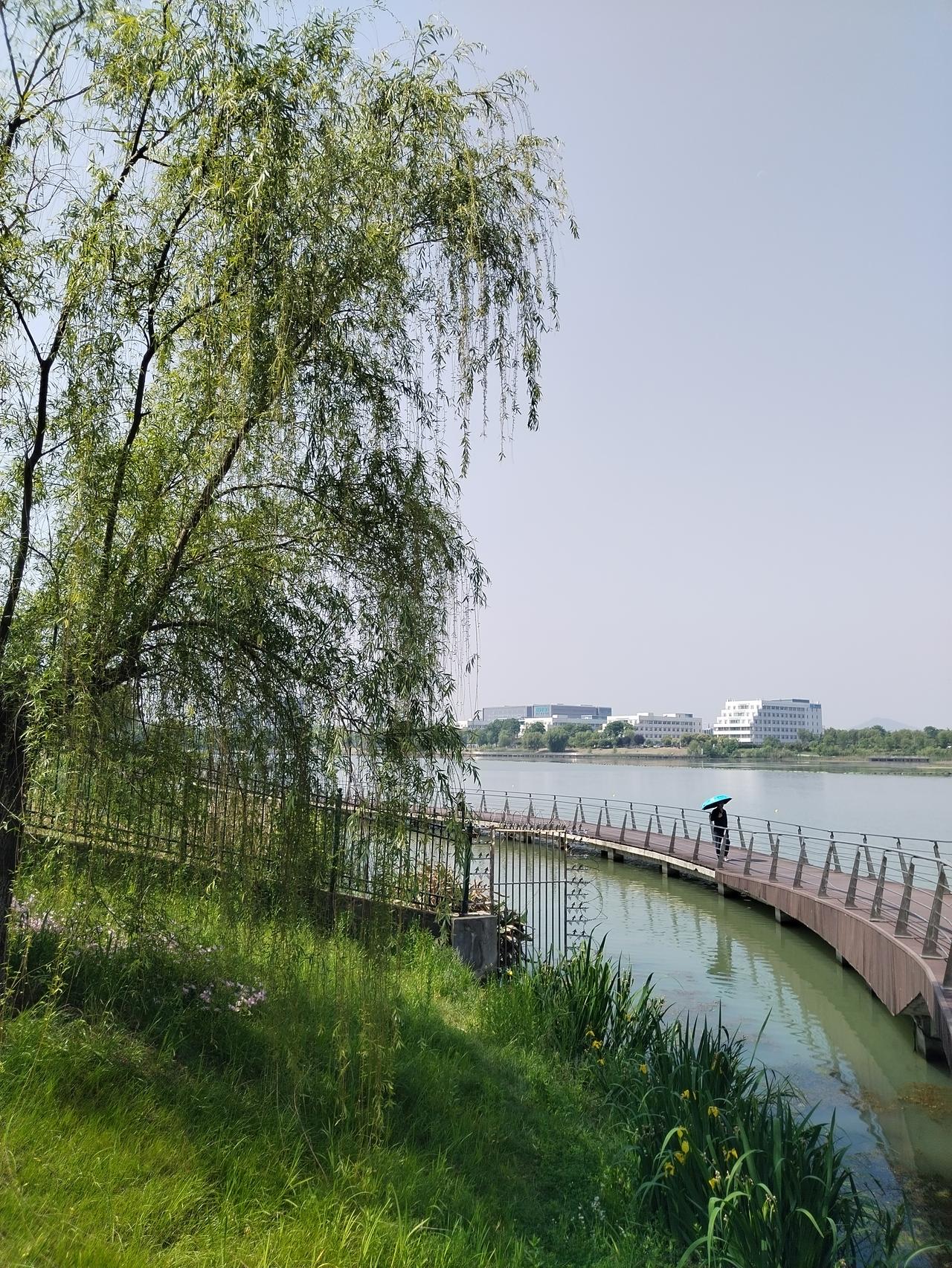 【趣联联趣】
上联：柳，近水垂空翠
下联：？
【一字千金】
《问柳》
龙湖好个柳