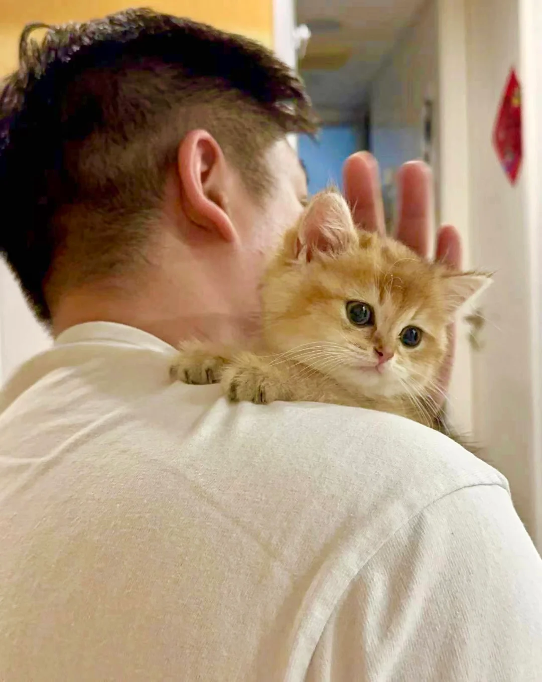 🇭🇰HK買貓💛金影BB好得意家長好滿意～