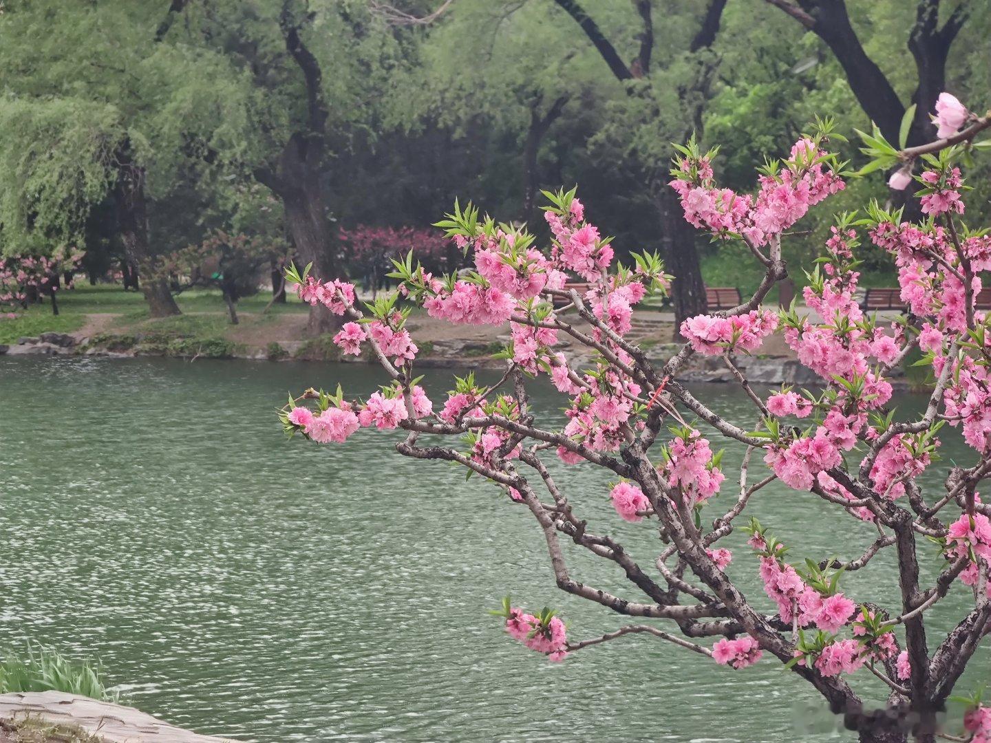 颐和园的春 摄影 