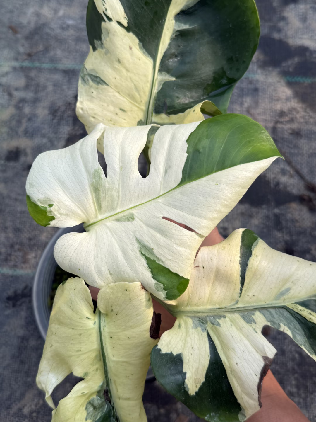 mc的终极终极顶配花纹可出。