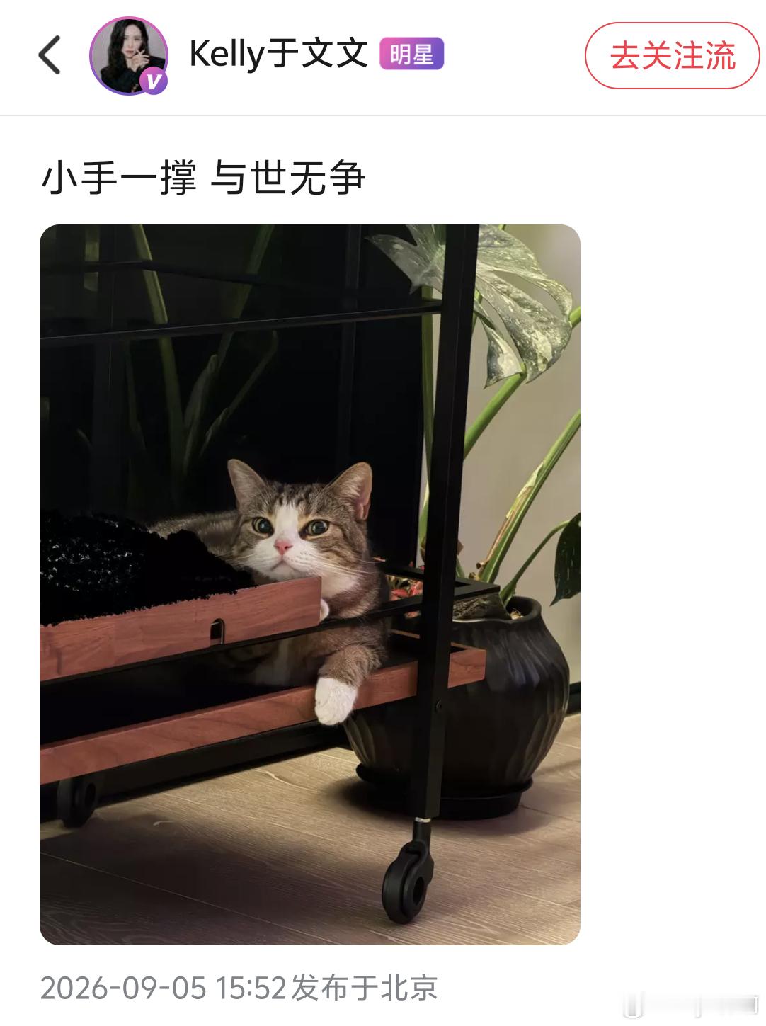 于文文呼吁不要残忍抛弃宠物 🍡：“小手一撑 与世无争”我们悟空宝宝也素这么萌[