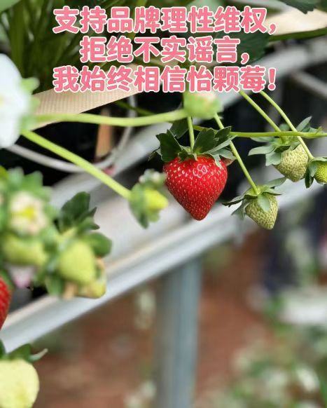 怡颗莓声明 怡颗莓安全怡颗莓维权看完怡颗莓官方声明彻底安心！中美两条独立供应链，