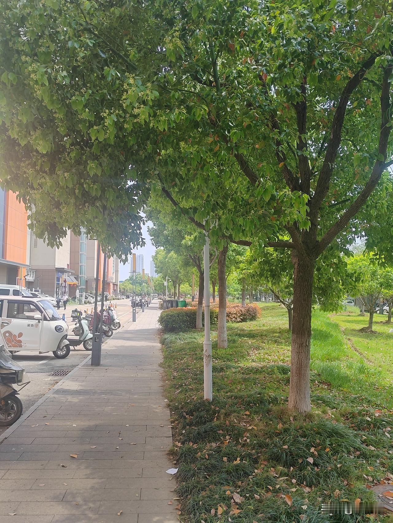 我的文学梦
17岁，高中考上师范（中专），第一次接触到图书馆，学校有不少文学书。