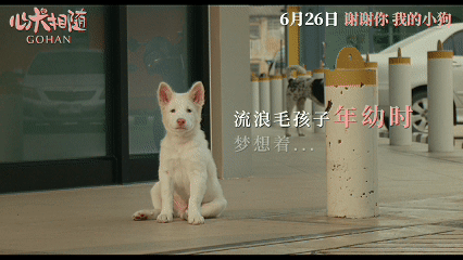 姥姥的外孙团队新作心犬相随定档 白毛粉鼻的小狗谁扛得住啊。泰国年度黑马还是《姥姥