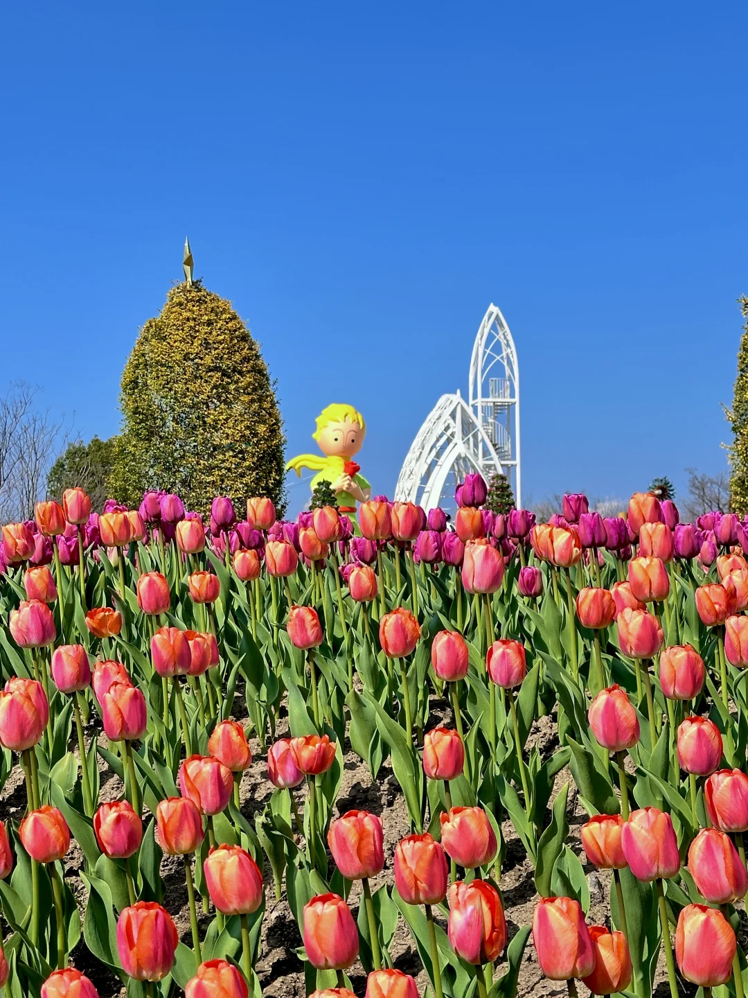 3.14实况！上海这片小王子花海太浪漫治愈了！