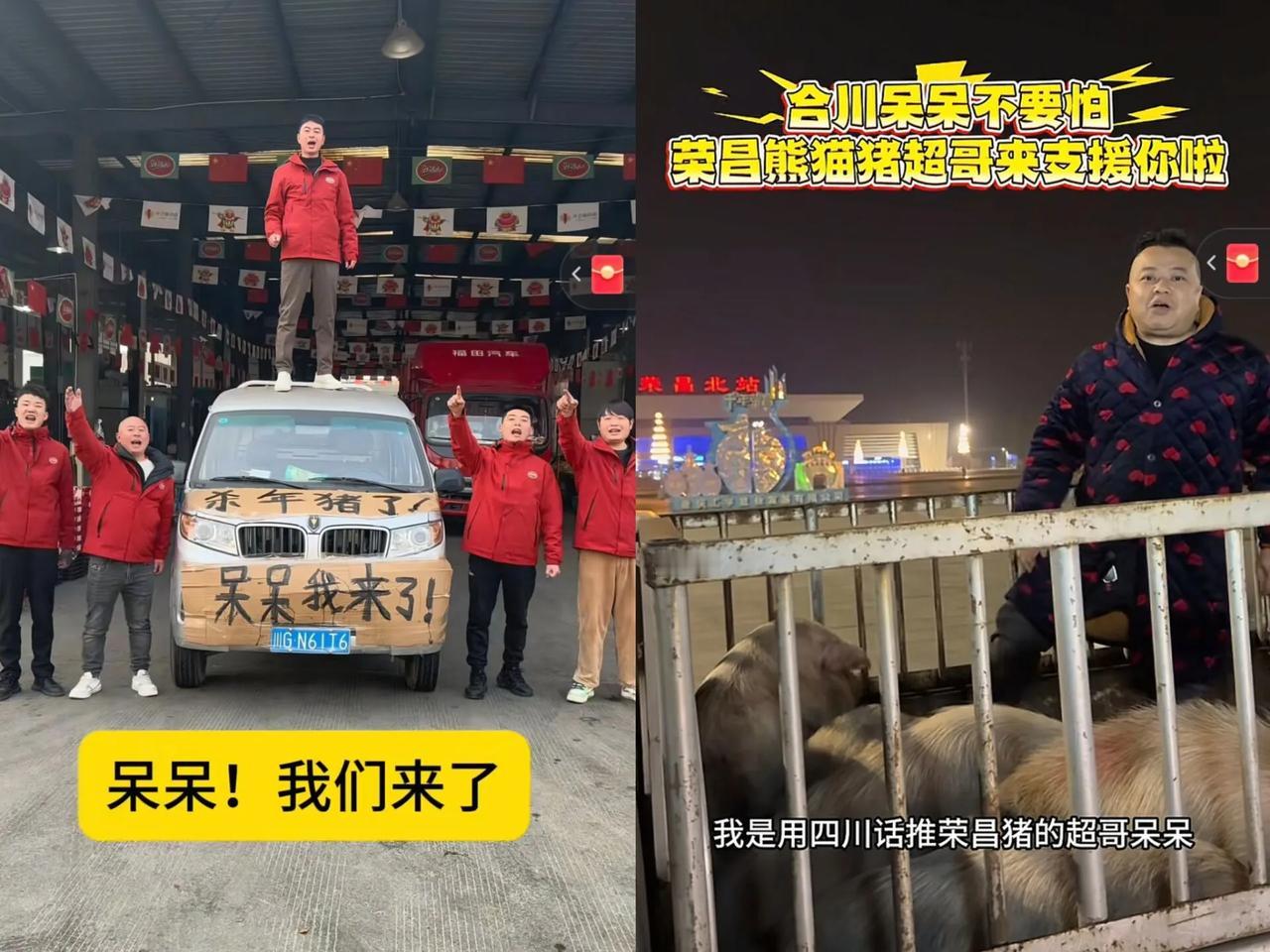 果然
呆呆家今晚收不了场的原因找到了
你看看这阵仗，前脚荣昌家富农科的猪刚送到，