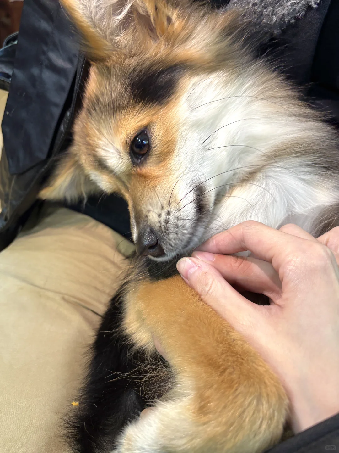 狐狸狗身上粘泡泡糖，被迫洗澡啦