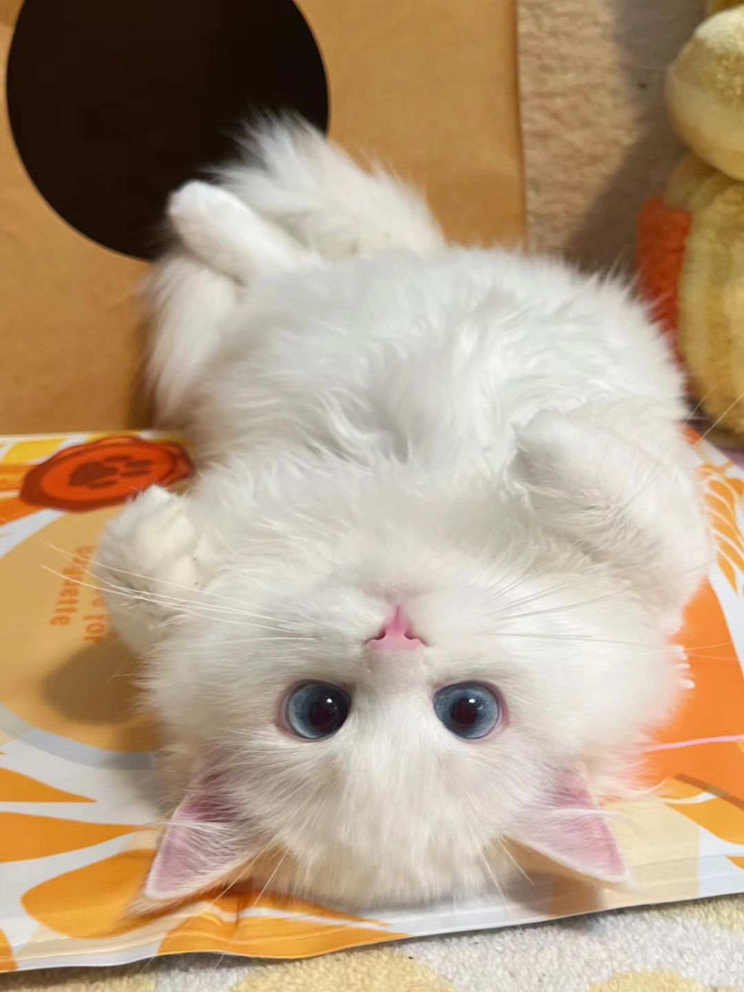 猫猫头像｜倒过来真的好心动💓