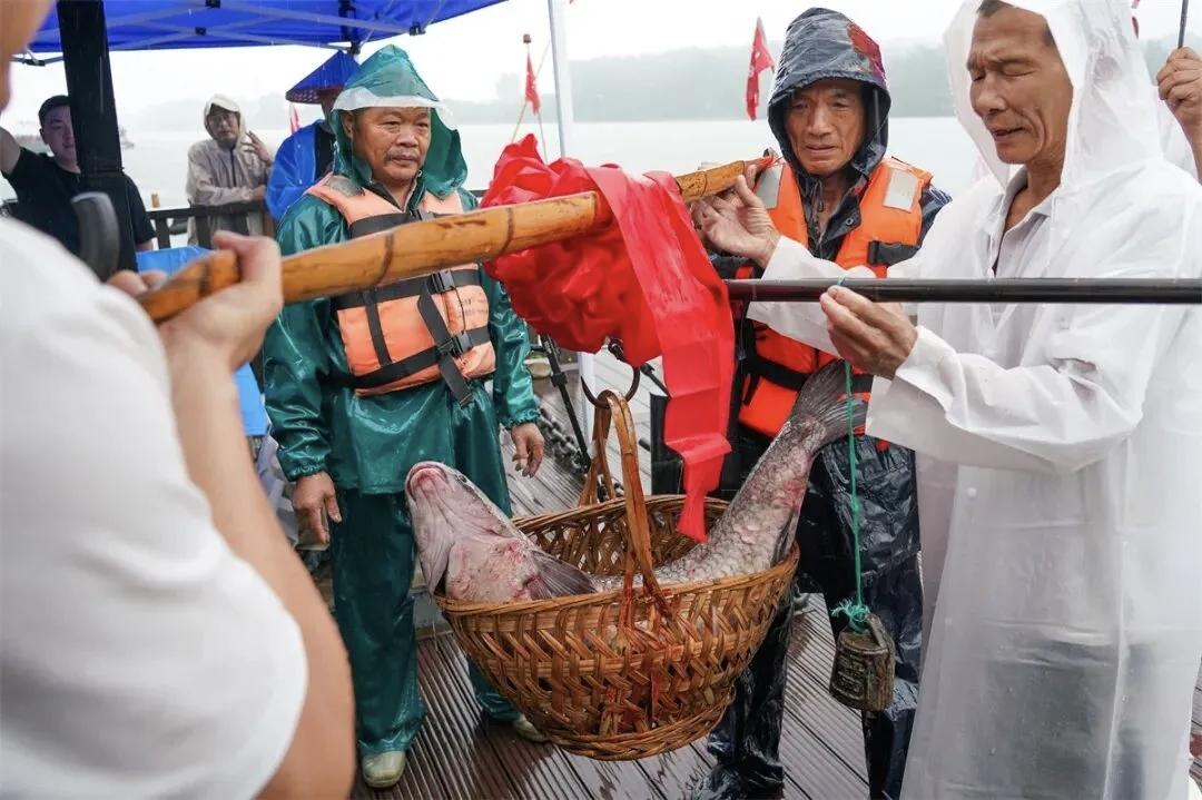 长达四个月的禁渔期正式结束后，富春江开渔活动7月1日上午在东梓关村热闹启幕。随着