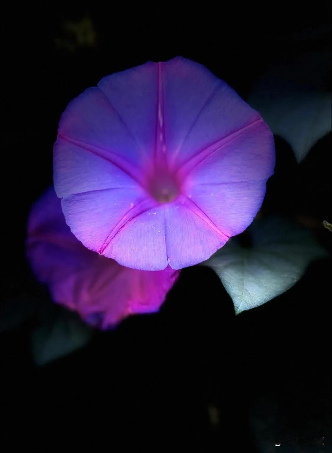 日本朝顏牽牛花
￼這牽牛花特別的大
跟以往看到的不一樣！
牽牛花