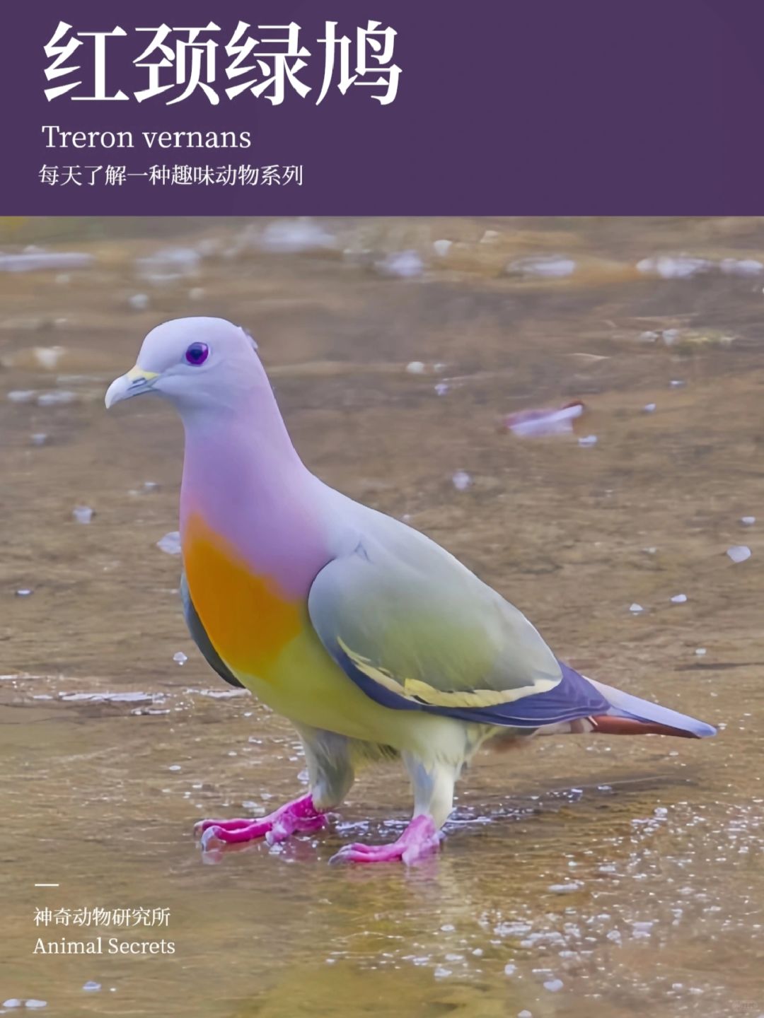 每天了解一种趣味动物👀红颈绿鸠