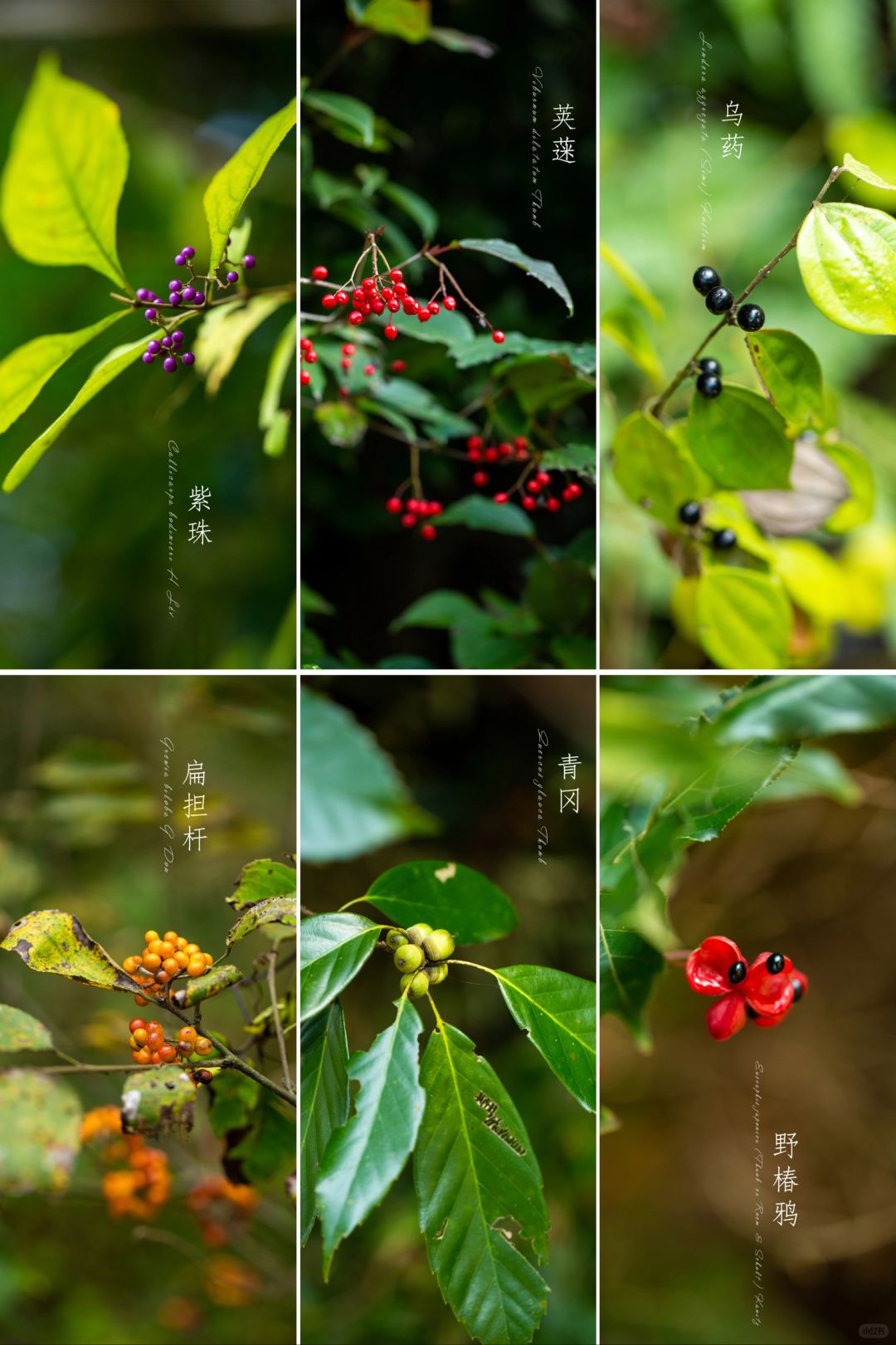 山中秋果（壹