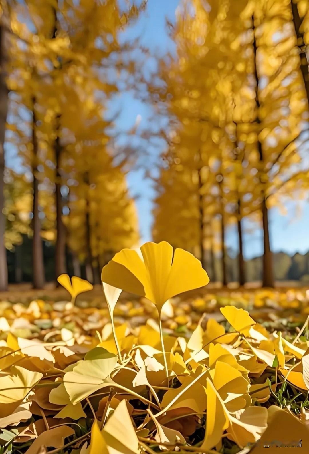 日照枫林叶落迟，
凝眸远眺惹相思。
霜风未懂心中意，
犹自轻撩乱鬓丝。