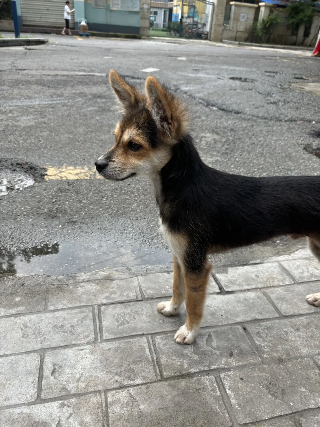 小黑算不算脸运强势等比长大？